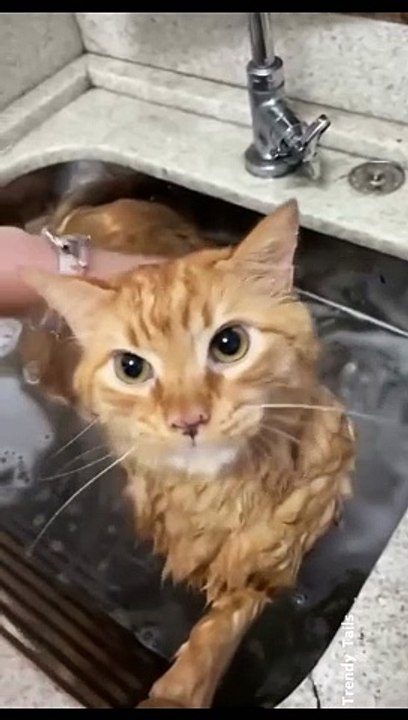 Cat Says It's too Cold