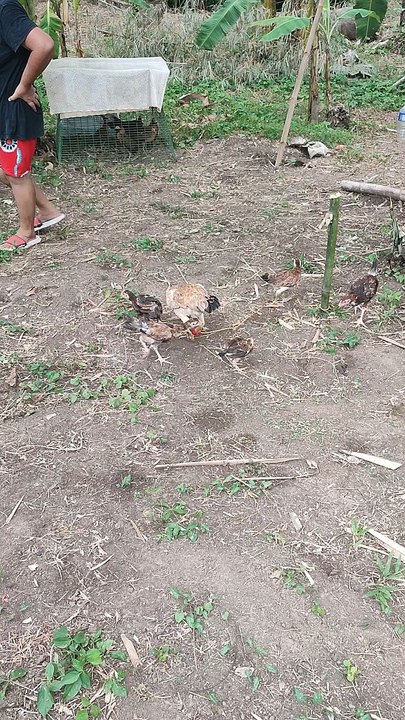 Farm