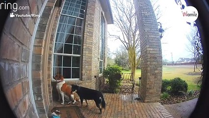 Ktoś dzwoni do ich drzwi codziennie o tej samej porze: nagranie z ukrytej kamery podbiło serca intenautów