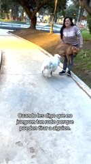 Playful Dogs Knock Over Woman While Running Around in Park
