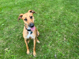 Appeal to find home for dog who has been in RSPCA care for 1,000 days