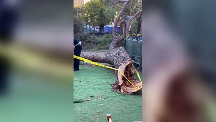 Roma, ecco l'enorme pino crollato sui tavolini dell'area food di Villa Lazzaroni