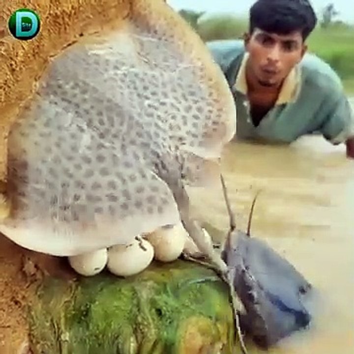 @الحيوانات البحرية النادرة