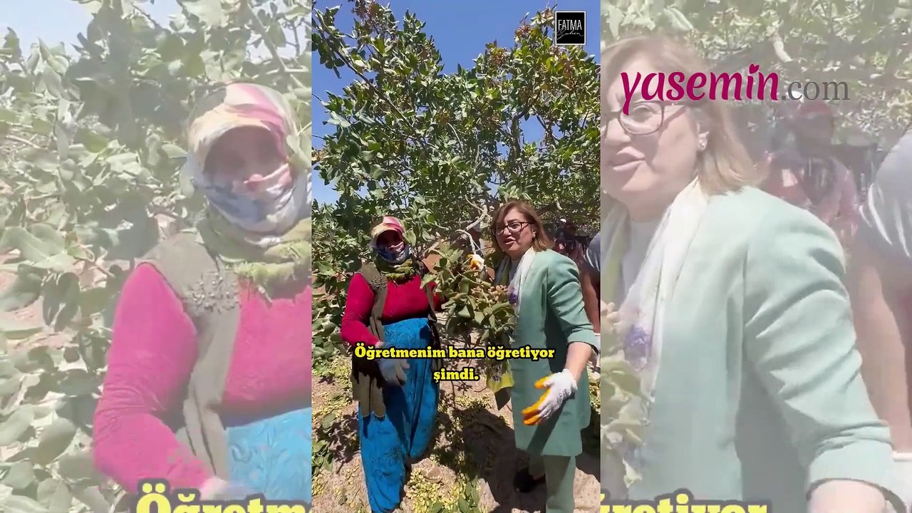 Fatma Şahin'den dikkat çeken paylaşım! Fıstık hasadı yapılırken dikkat edilmesi gerekenler