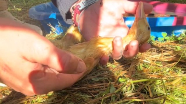 Duckling CPR Success - Owner revives drowned ducklings to health and happiness