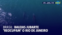 Brasil: baleias jubarte 'reocupam' o Rio de Janeiro