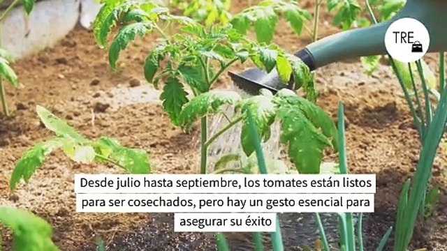 Poca gente sabe que esta es la hora a la que hay que regar las tomateras para evitar quemaduras y tener tomates deliciosos
