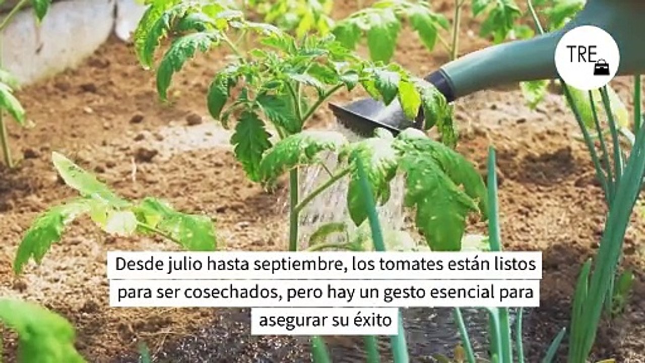 Poca gente sabe que esta es la hora a la que hay que regar las tomateras para evitar quemaduras y tener tomates deliciosos