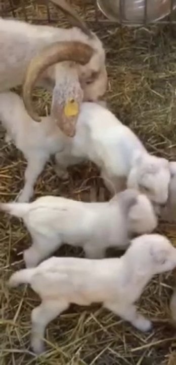 Animal goat and baby happy life ❤️