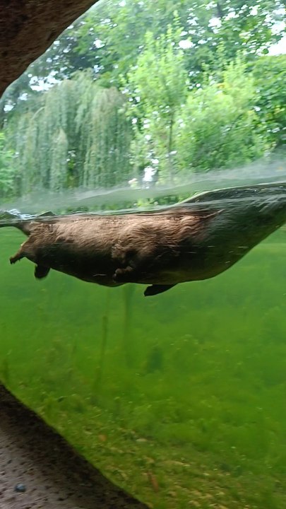Loutre qui nage