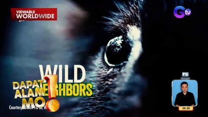 Cloud rats, natagpuan sa isang attic sa Cavite | Dapat Alam Mo!