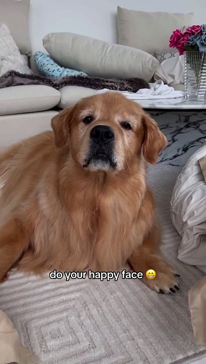 Dogs also have a feeling