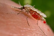 Casos de malaria golpean a la población de Santa Fe en Veraguas