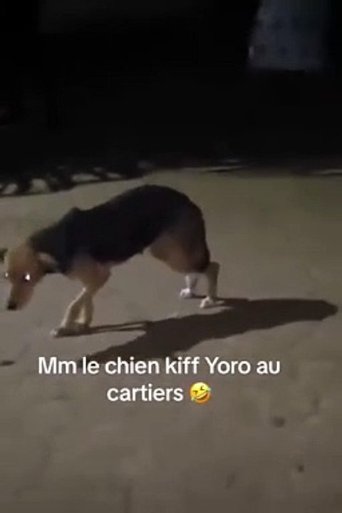 Anniversaire de décès de DJ Arafat : Même le chien rend hommage au Daïshi (VIDEO)