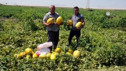 Manisalı çiftçilerden tüccarlara fiyat tepkisi: Yüzlerce ton kavun ve karpuzu bedava dağıttılar