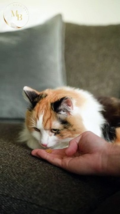 Cute Cat video \ Moon Baar