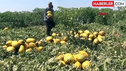 Manisalı çiftçilerden ücretsiz kavun-karpuz dağıtımı