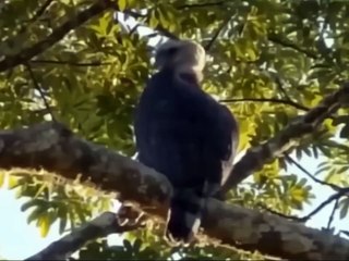 The Eagle  Kidnapped The Leopard  Cub Right In The Front Of The Mother Leopard 