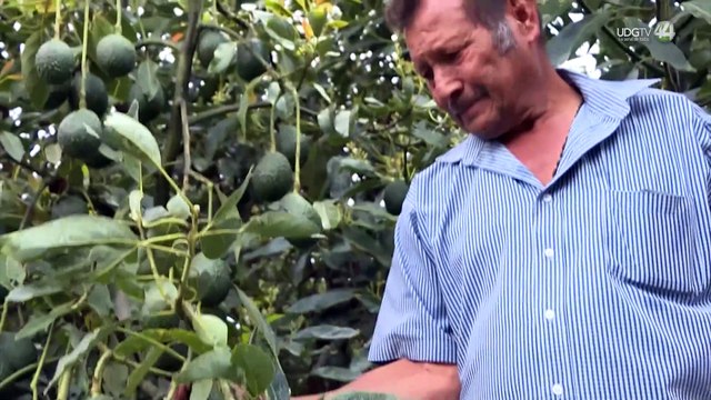 Productores de aguacate en Jalisco registran pérdidas del 20% y baja en exportaciones a EU