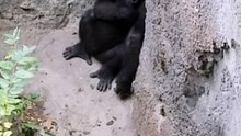#Gorillas in the shade.