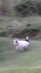 Chicken Chases Sneaky Goat Hiding Inside Coop