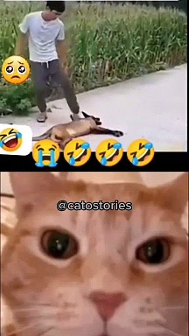 Cat reaction