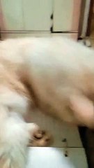 My Cat Always Joins Me on Trips and Study Sessions