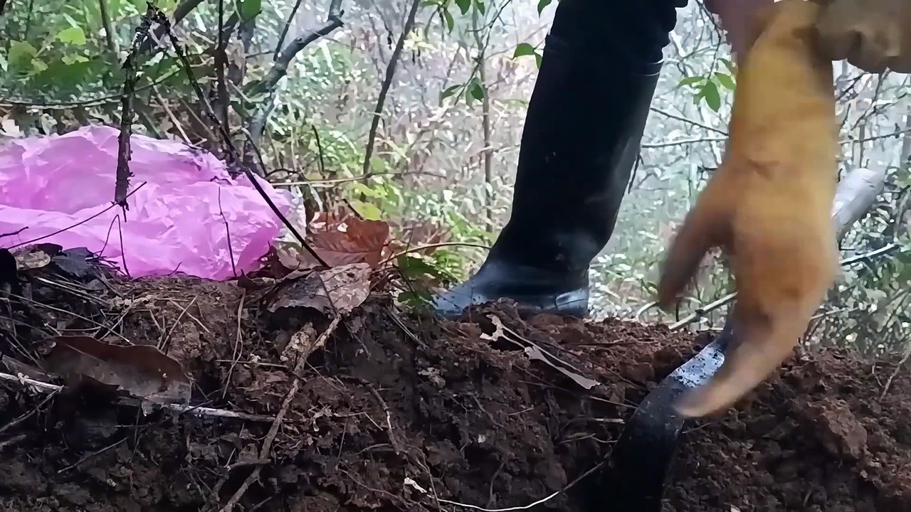 YELLOW JACKET NEST REMOVAL,VESPA MANDARINIA,MURDER HORNET REMOVING,MASSIVE GIANT WASP NEST