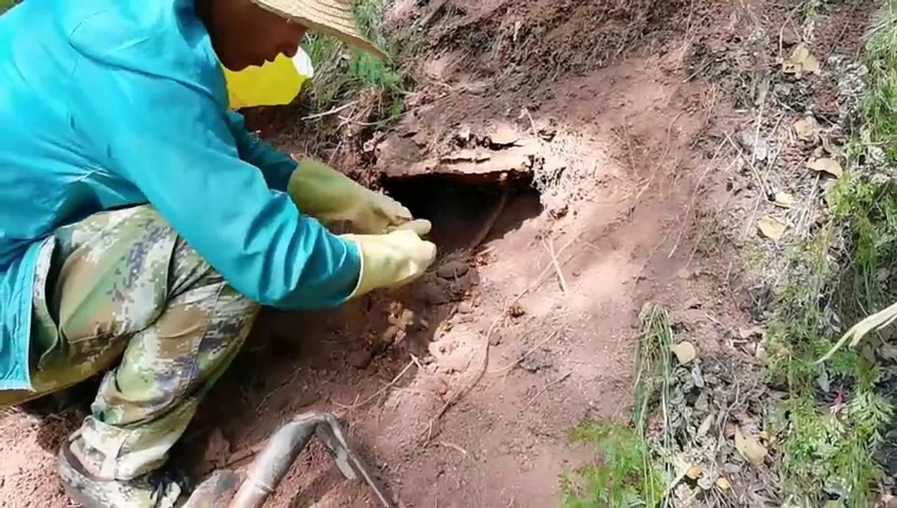 YELLOW JACKETS GROUND NEST REMOVAL,GIANT MURDER HORNET NEST,WASP INFESTATION,VESPA MANDARINIA