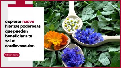 ¡Descubre la HIERBA MILAGROSA que limpia tus vasos sanguíneos!