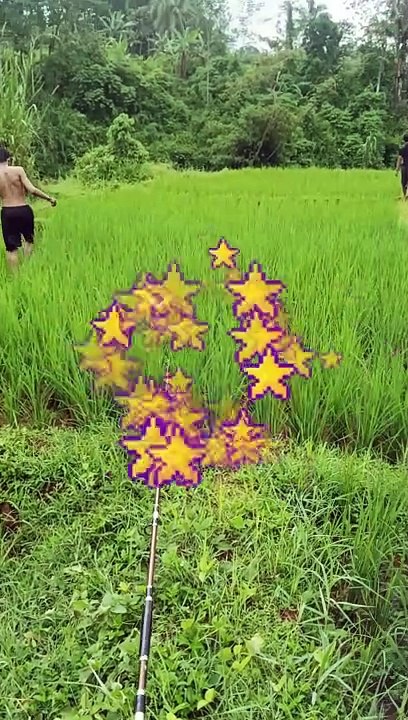 KEINDAHAN SAWAH DIDESA