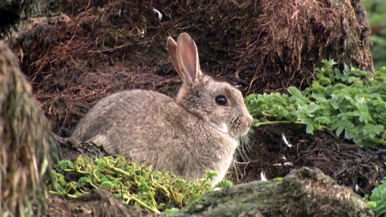 Successful conservation efforts see plants and whale species recommended for removal from Tasmania endangered species list