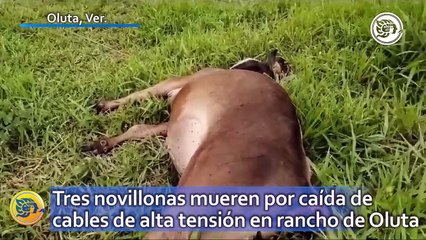 Tres novillonas mueren por caída de cables de alta tensión en rancho de Oluta