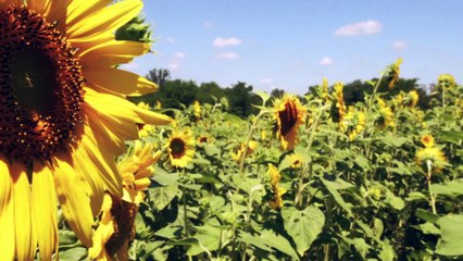 Heartland Bowhunter | show | 2007 | Official Trailer