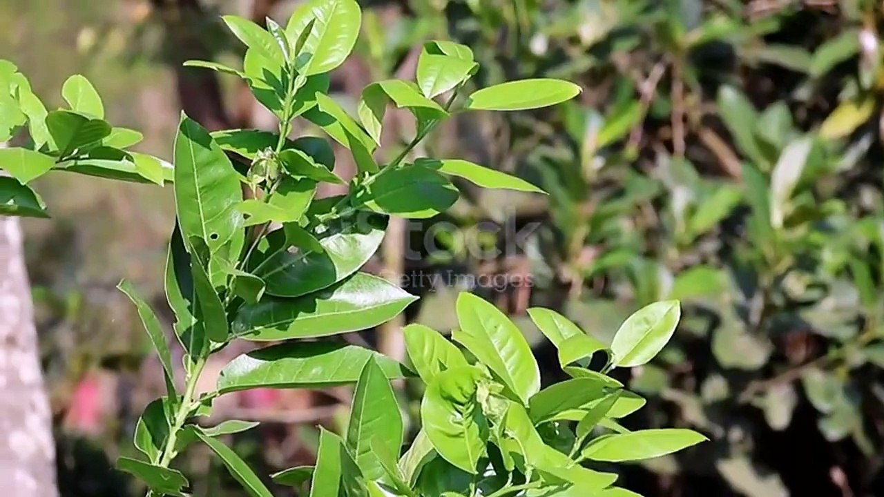 istockphoto-2153413297-640_adpp_is (online-video-cutter.com)