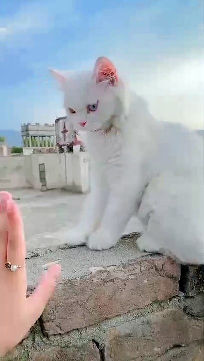 Me with  my cat