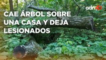 Árbol de 10 metros cae sobre una casa