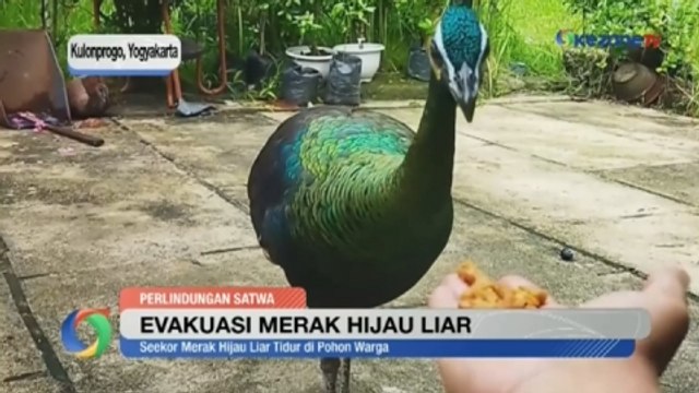 Evakuasi Burung Merak Hijau Liar di Pekarangan Rumah Warga