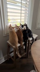 Cats Attentively Watch Window Bird Feeder