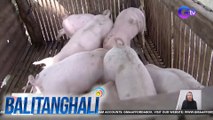 Dept. of Agriculture - Walang problema sa supply ng karneng baboy sa kabila ng ASF; Walang dahilan para magtaas-presyo | Balitanghali