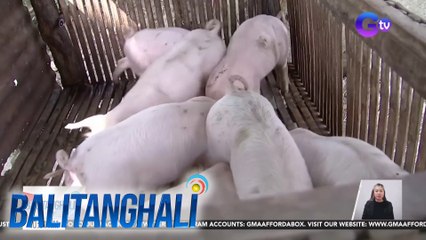 Télécharger la video: Dept. of Agriculture - Walang problema sa supply ng karneng baboy sa kabila ng ASF; Walang dahilan para magtaas-presyo | Balitanghali