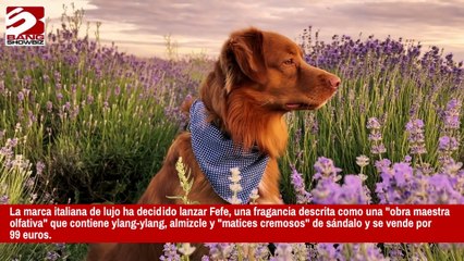 Dolce and Gabbana lanza el lujoso perfume para perros Fefe