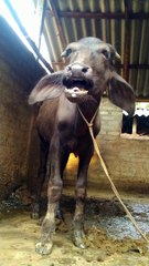 baby_buffalo_and_cow_sound_#village_#cow_#animals_#sound_#baffalo_#baby_#calf