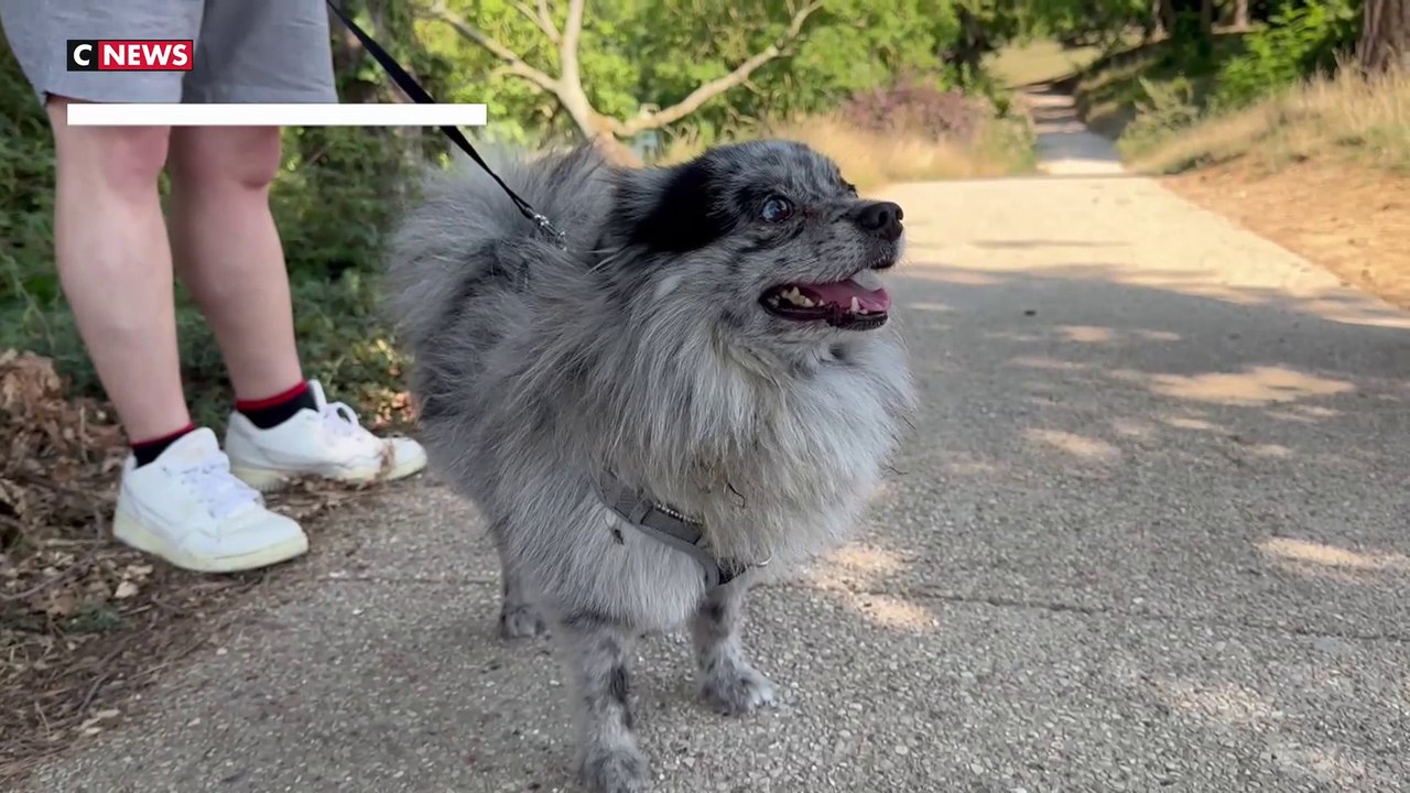 Canicule : comment protéger ses animaux de compagnie des fortes chaleurs ?