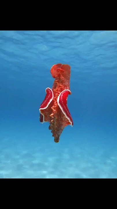 Sea Life | Beautiful Fishes |Sea Life Explorer