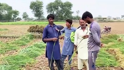 ہیبریڈ دھان لگانے والے کسانوں کو کروڑوں کا نقصان ۔ بیج والی کمپنیاں سارا قصور گرمی کا بنا کر خود لا تعلق