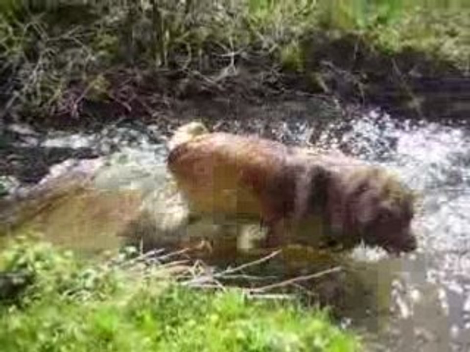 Eclair  dans le ruisseau