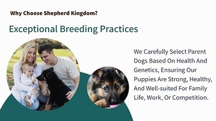 German Shepherd Puppies Ohio