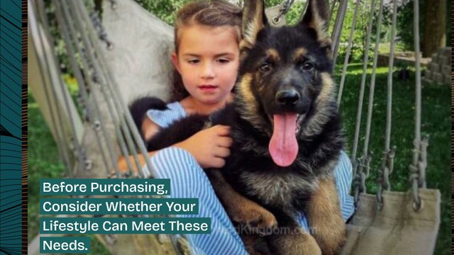 German Shepherd Puppies For Sale In Ohio