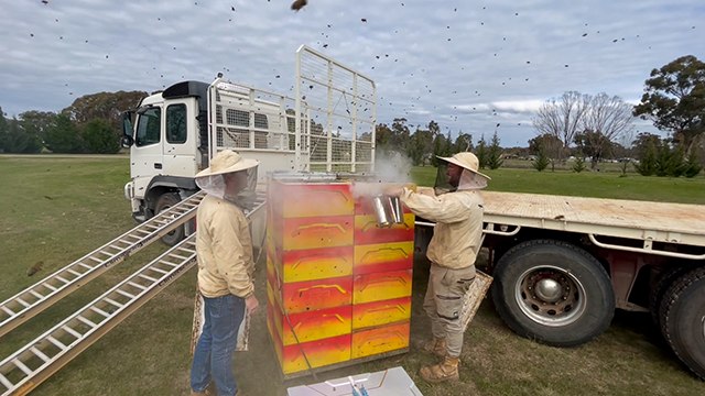 Beekeepers deal with Varroa mite | Stock & Land
